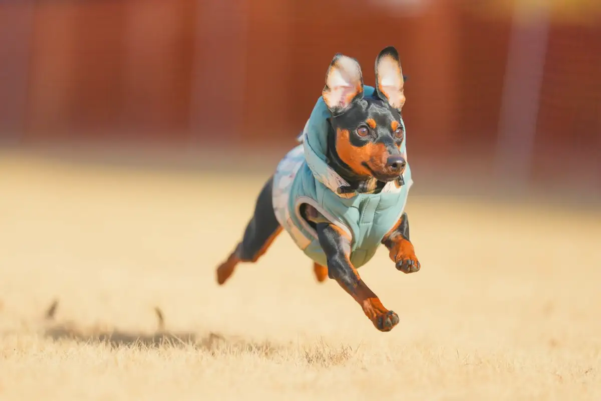 愛犬「ロッキー」